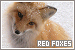  Red Foxes